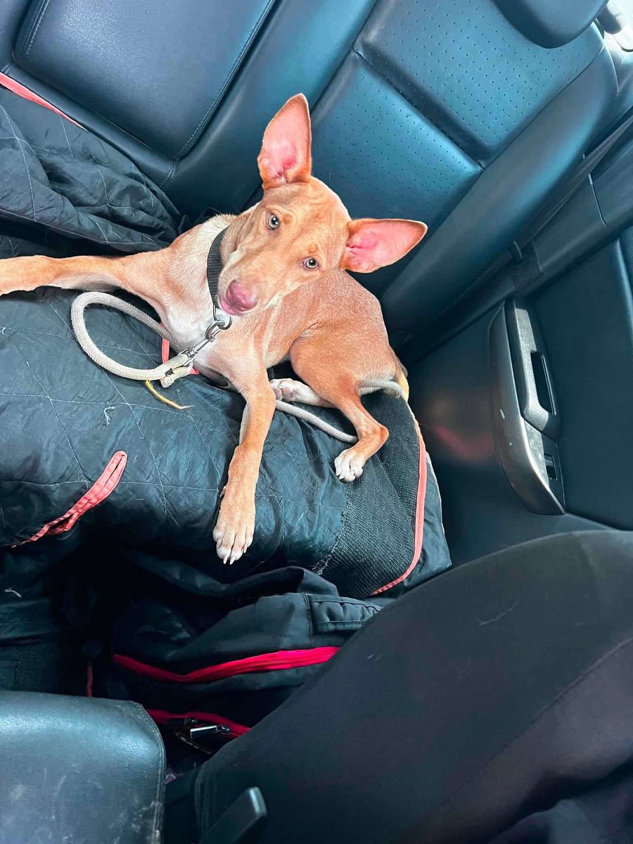 lyssitta's tweet photo. SERVICIO SOCIAL✅️
#adopta 🐾💕💔

 Buscamos nuevamente un hogar responsable para esta hermosa perrita.

Con mucha tristeza nos toca volver a buscarle una familia. La persona que la adoptó nos informó que quiere devolverla porque persigue y mata pollos, por lo que la mantiene amarrada la mayor parte del tiempo. Creemos que ningún perrito merece vivir así.

🐶 Tiene 9 meses de edad (nació el 28 de octubre) y aún está en una etapa en la que, con paciencia, orientación y un entorno adecuado, puede seguir aprendiendo y adaptándose.

Por eso, buscamos una familia que comprenda sus necesidades y pueda brindarle un hogar seguro, con paciencia, amor y espacio adecuado. Merece una segunda oportunidad y una familia que la quiera para toda la vida.

🐾Se entrega esterilizada, como parte de una adopción responsable.

📍La adopción será cuidadosamente evaluada, ya que queremos asegurarnos de que esta vez llegue al lugar correcto.

📞 Si estás interesado(a) o deseas más información, puedes comunicarte al: 7223-7708.

🙏 Ayúdanos compartiendo esta publicación para que encuentre la familia amorosa que tanto merece.🩷