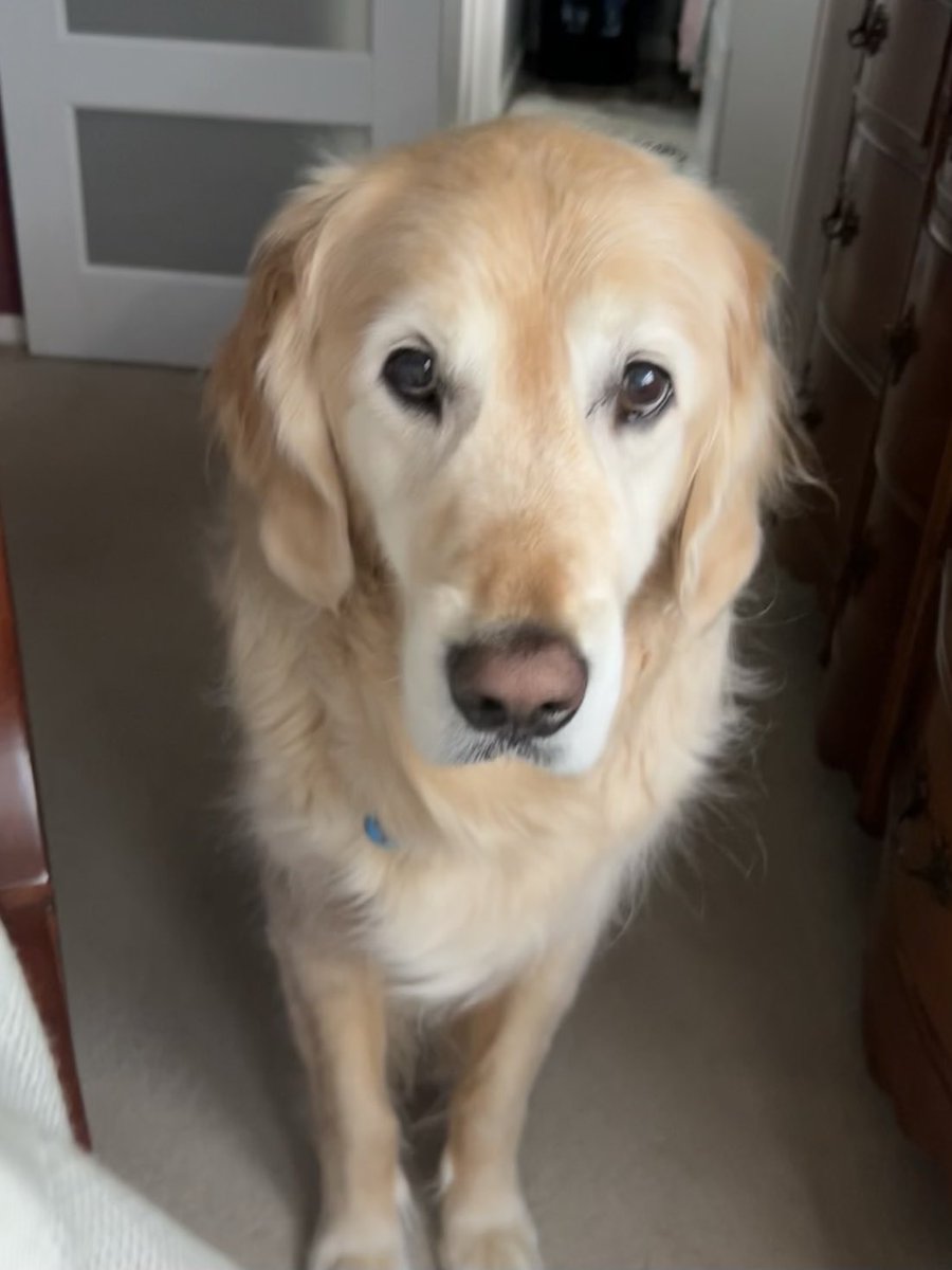 Huckhound14's tweet photo. Those eyes…saying, “please don’t put that donut back on me” https://t.co/tTSuMSV6O1
