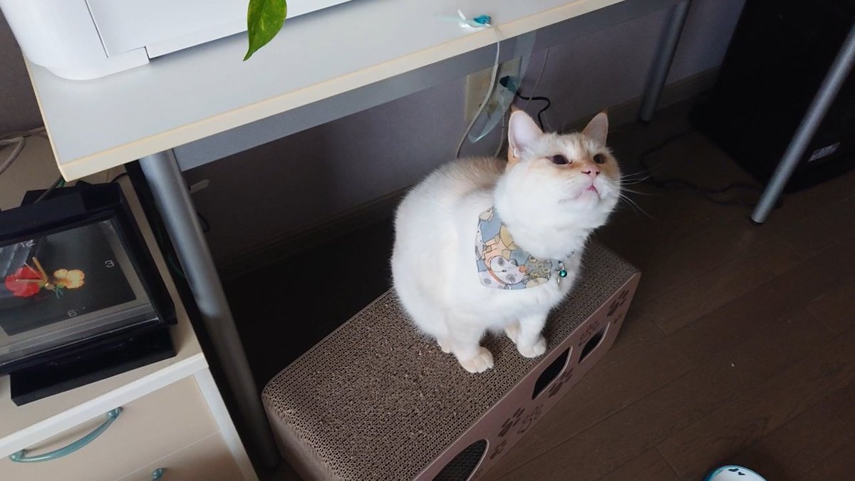 SskNo1's tweet photo. お気に入りの爪研ぎハウスに乗って遊ぶ、猫のコタロー君です。

2にゃんネルのYouTubeチャンネルはこちら→( link: https://t.co/f1qKlNWuMN)  #猫 #ねこ #ネコ #猫のいる暮らし #猫好きさんと繋がりたい #cat #保護猫 https://t.co/NxBmUceaZC