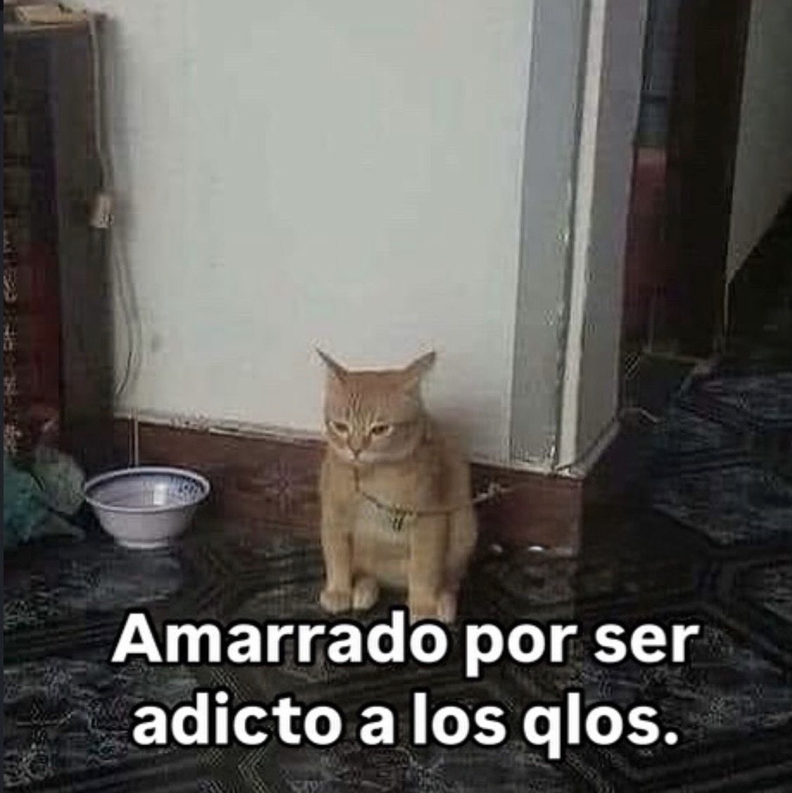 Mundo de Bigotes tweet media