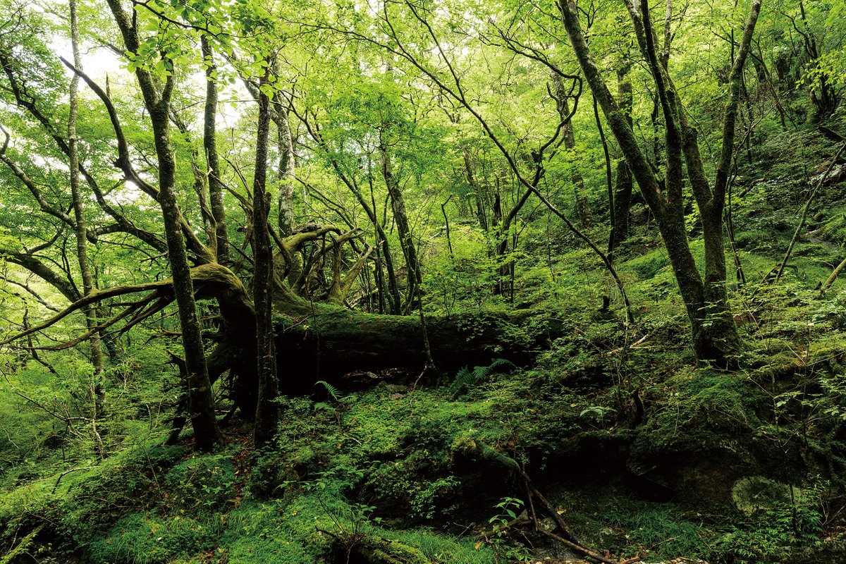 t_okamoto_photo's tweet photo. 写真集「into the forest : kuishi」掲載

サイの河原に鎮座する、苔に包まれた倒木。まわりの植物と一体化しながらも、なお圧倒的な存在感を放ち訪れる者を迎えてくれる。

#サイの河原
#写真集 https://t.co/4RI8oYbEmH