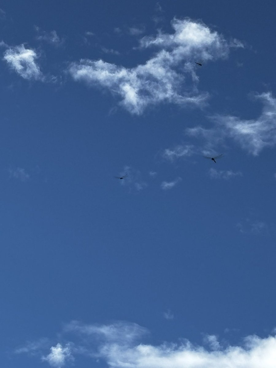 harada__hiroko's tweet photo. おはようございます。
澄み渡る青空にトンボ。
今日も暑そうです。

昨夕、熊本県で発生した地震により被災された皆さまに、心よりお見舞い申し上げます。
一日も早い復旧・復興をお祈りいたします。

本日は議員全員協議会に出席。
熱中症にお気をつけてお過ごしください🍀

#あきる野市 #公明党 https://t.co/xK9DvK17Hn