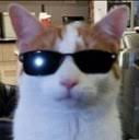cwacalls's tweet photo. im liking this coolcat https://t.co/XglBry1Fkq