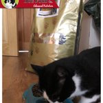 Photo by Working Dog Food Co. (@WorkingDogFood)
