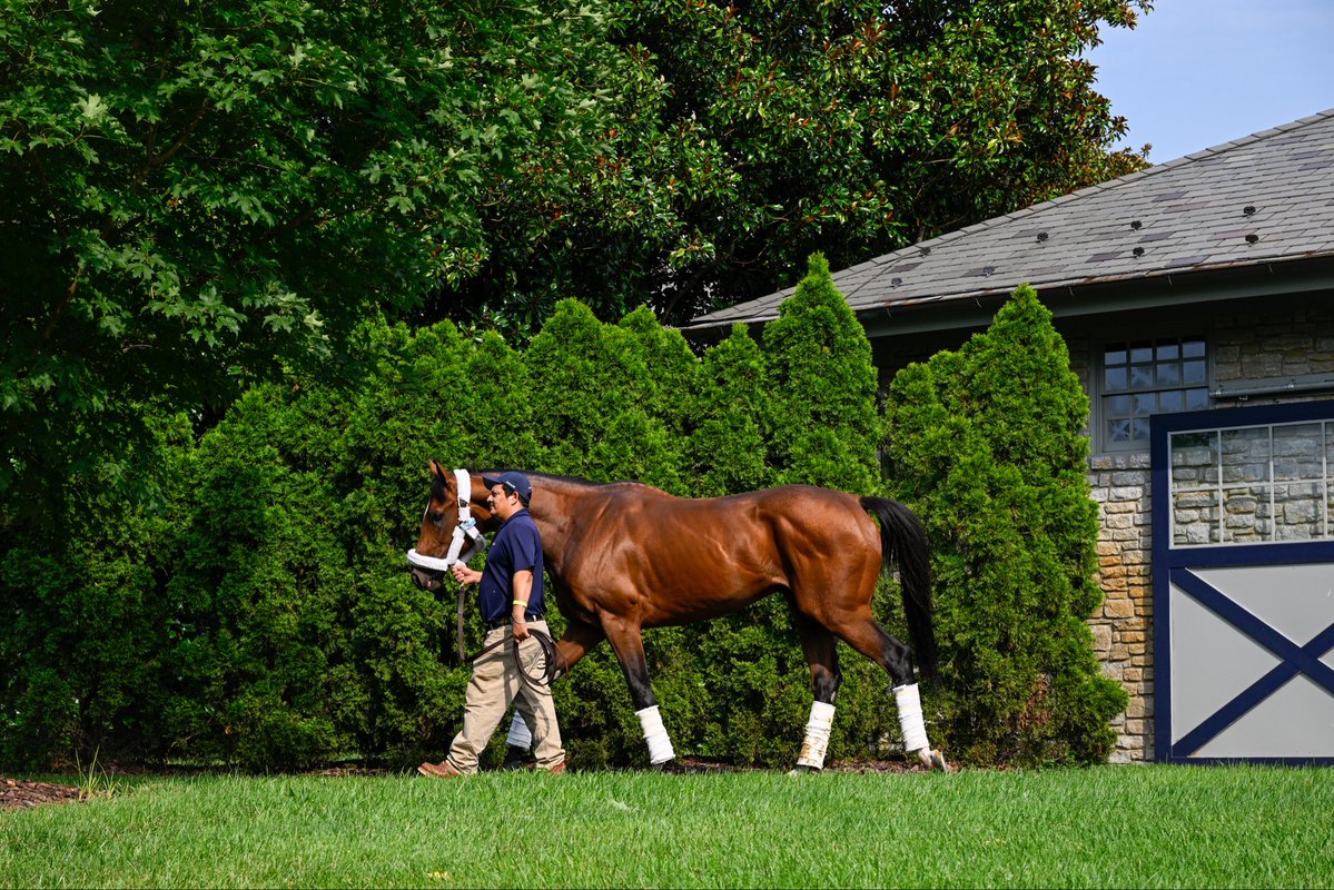 EclipseTBP's tweet photo. It’s bittersweet to know Journalism’s racing days are over, but we’re so proud he’s safe @coolmoreamerica where he’ll now prepare for his next chapter as a stallion.  We know he’ll live a life fit for a King and be given every opportunity to be an influential sire. #BelieveBig https://t.co/IJsKu54eN3