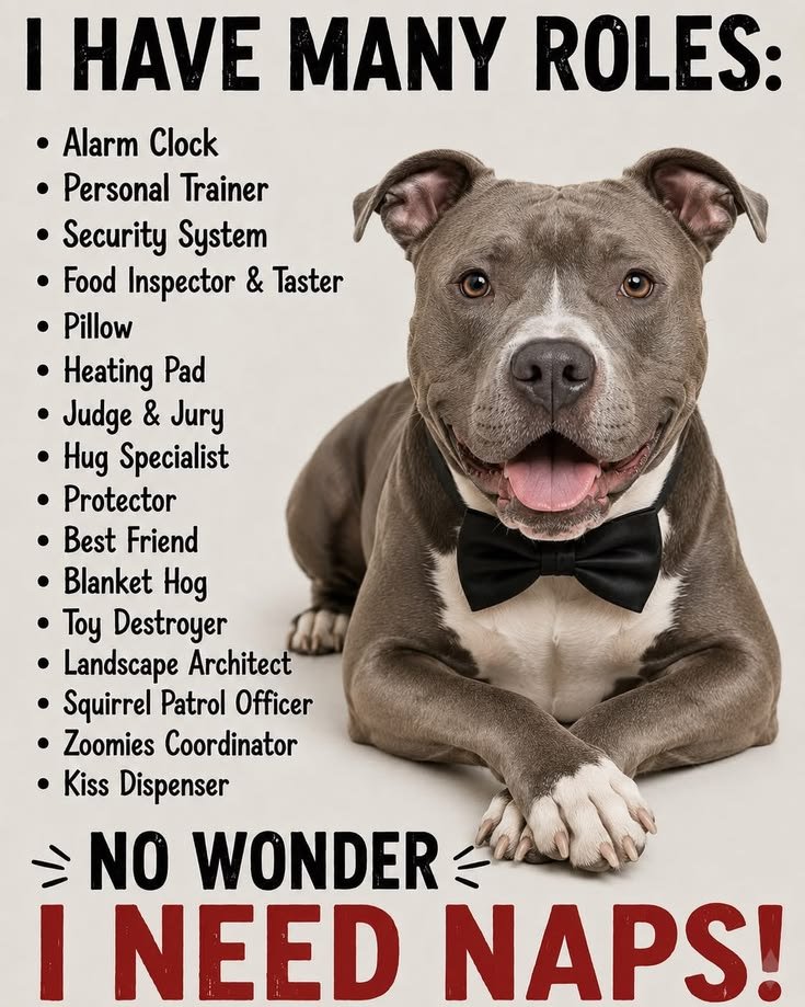 pitbullsad's tweet photo. https://t.co/6dtz5ow16V