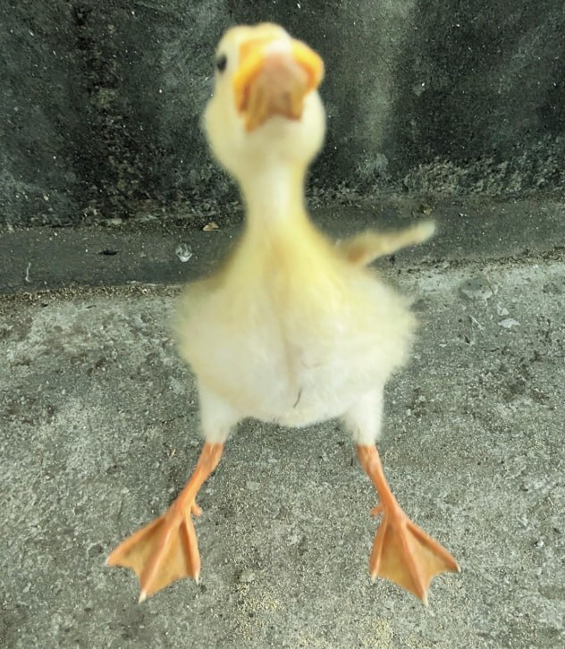 ithinkimsic's tweet photo. everyone is talking about ya.
if you've been scrolling douyin or rednote lately, there's a good chance you've already seen this little duck.
ya isn't famous because of a movie, a brand, or a marketing campaign.
it happened the same way the internet creates its best mascots.
people fell in love with the tiny walk, the curious face, and the way it runs toward the camera like it already knows you.
millions of views later, ya has become one of the most recognizable animal accounts in china.
fans have even started calling it a lucky duck, sharing its videos before exams, work, or important days as a small good luck ritual.