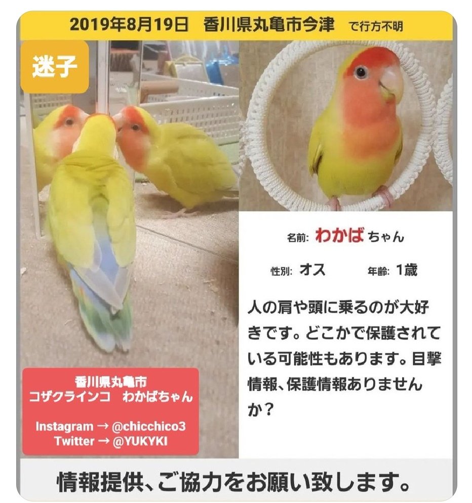 YUKYKI's tweet photo. #拡散お願いします 𓈒𓏲📢𓈒𓏸

2019.8.19香川県丸亀市から迷子の
黄色い小桜インコ探しています

香川県に限らず、旅行や帰省で訪れた先で情報ありましたら教えてください

お願いします

#迷い鳥 #迷子 #拾った #香川県 #丸亀市  #多度津 #善通寺 #坂出 #コザクラインコ #ボタンインコ #赤色 #保護 https://t.co/XApI9LqwMq