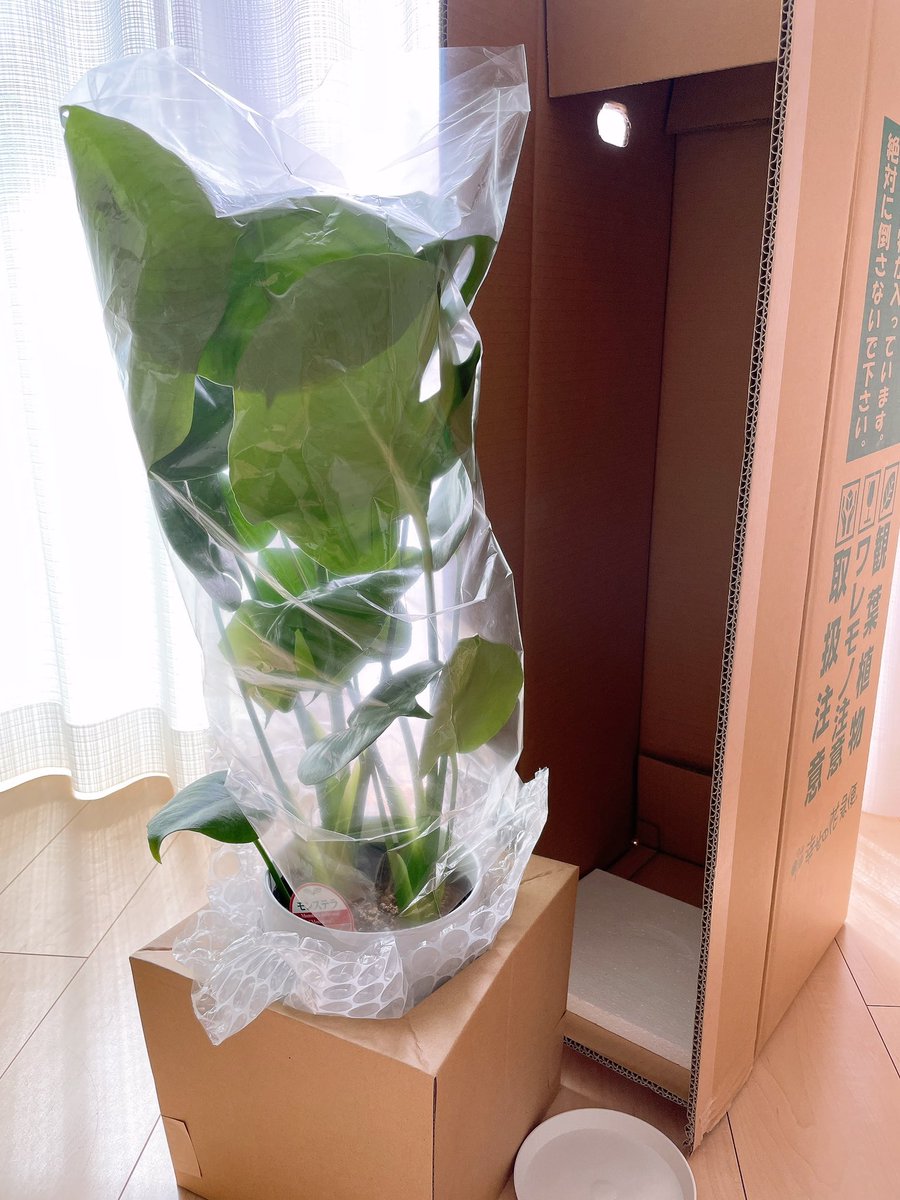 Ufu_land's tweet photo. 今回の地震も
お墓のある嘉島町は震度6

10年前の地震のときも急遽納税して
この子迎え入れた

今自分ができること

#熊本県 #ふるさと納税 https://t.co/9f1pbNskAR
