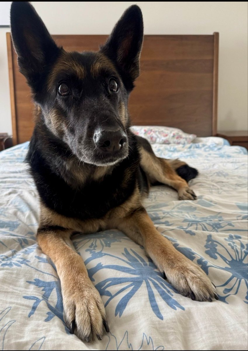 MaddieQueeo2's tweet photo. Did someone say Tongue Out Tuesday?!
https://t.co/VUQE1ePamD
K-9 Janco has that on lock down🤪

#K9Janco🐾
#TongueOutTuesday
#SillyBoy
#MalinoisK9
#WorkingPup
#SpecialOpsK9
#HCSOK9Division
#HCSO https://t.co/8qumMNNRc8