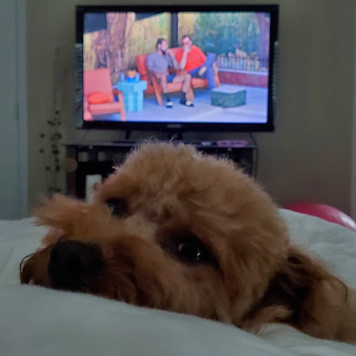 gardenofmending's tweet photo. Live feeds #BB28 https://t.co/npCbVlLmZk