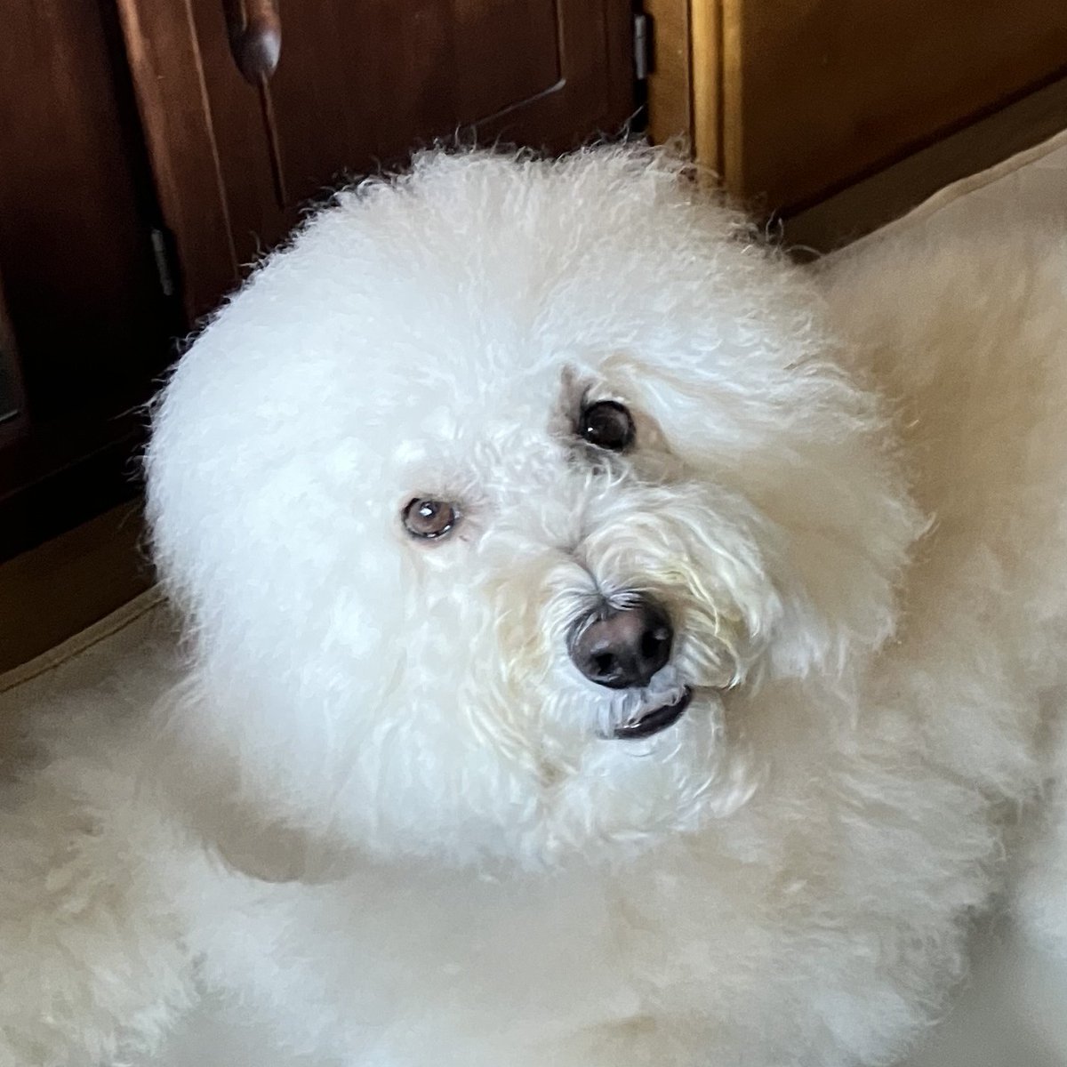 H240_802's tweet photo. @O7ZOSPFAe697075 『おはようワン🐕』🦮🐩🐕‍🦺 https://t.co/TOd9JJghMR