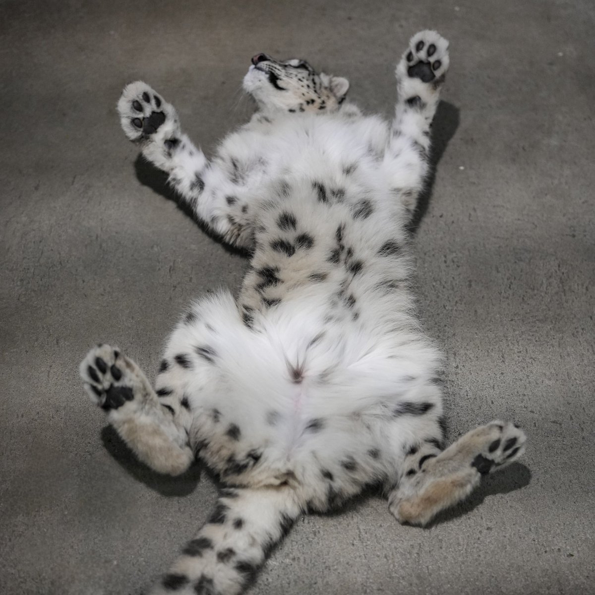 black03_white03's tweet photo. もっふもふ➰🙃💕⁡
⁡
#いしかわ動物園 #ユキヒョウ   #ヒメル
📷260728 https://t.co/Ll31vIFSVp