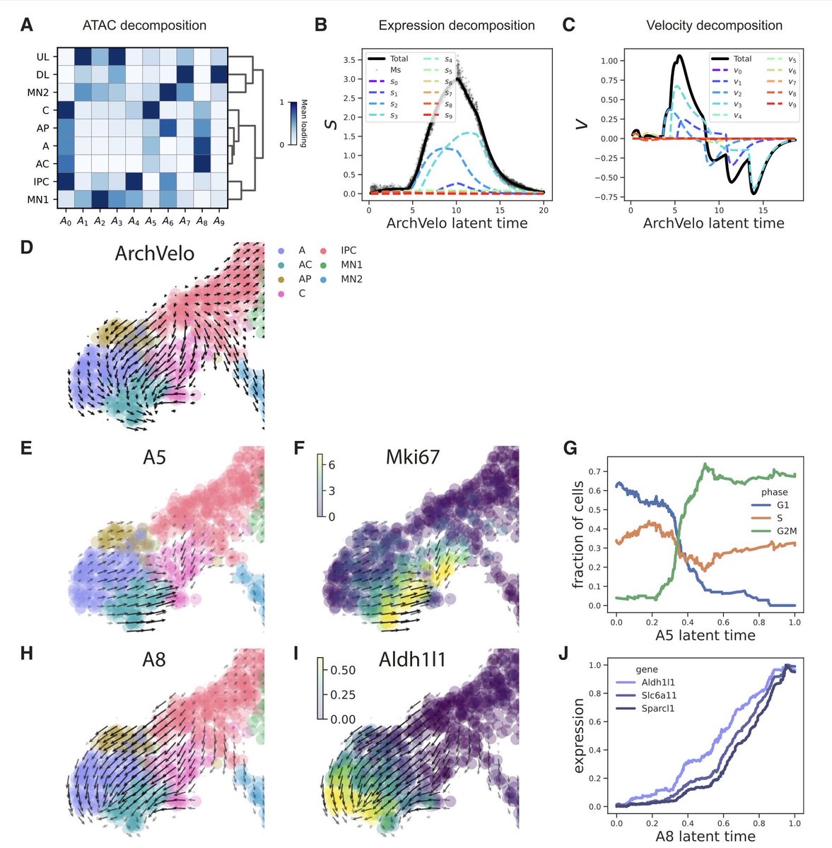 razoralign's tweet photo. ArchVelo: archetypal velocity modeling for single-cell multi-omic trajectories https://t.co/iQ99o86Qv2 https://t.co/VRkdTAMmgC