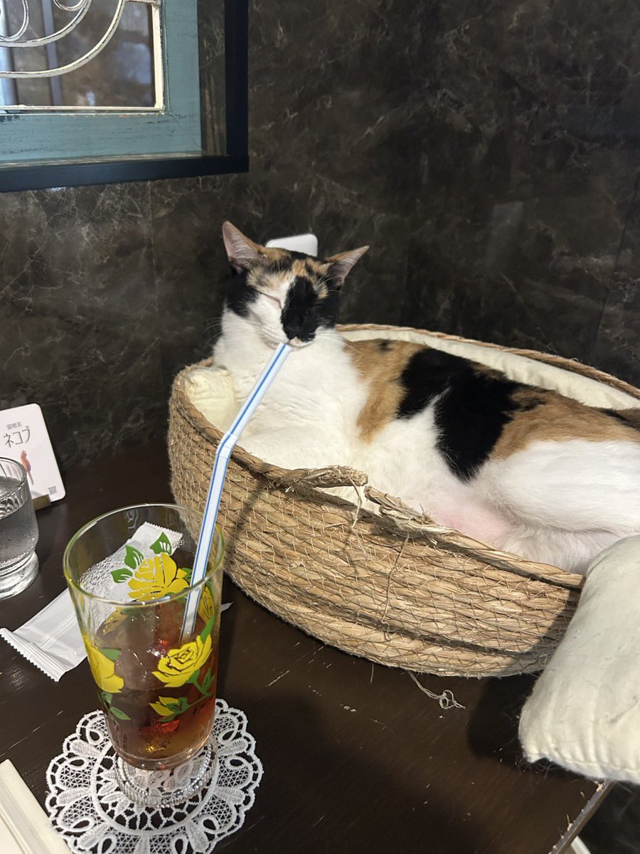 nekobuneko's tweet photo. 飲んでる https://t.co/ANwUyMtGvT