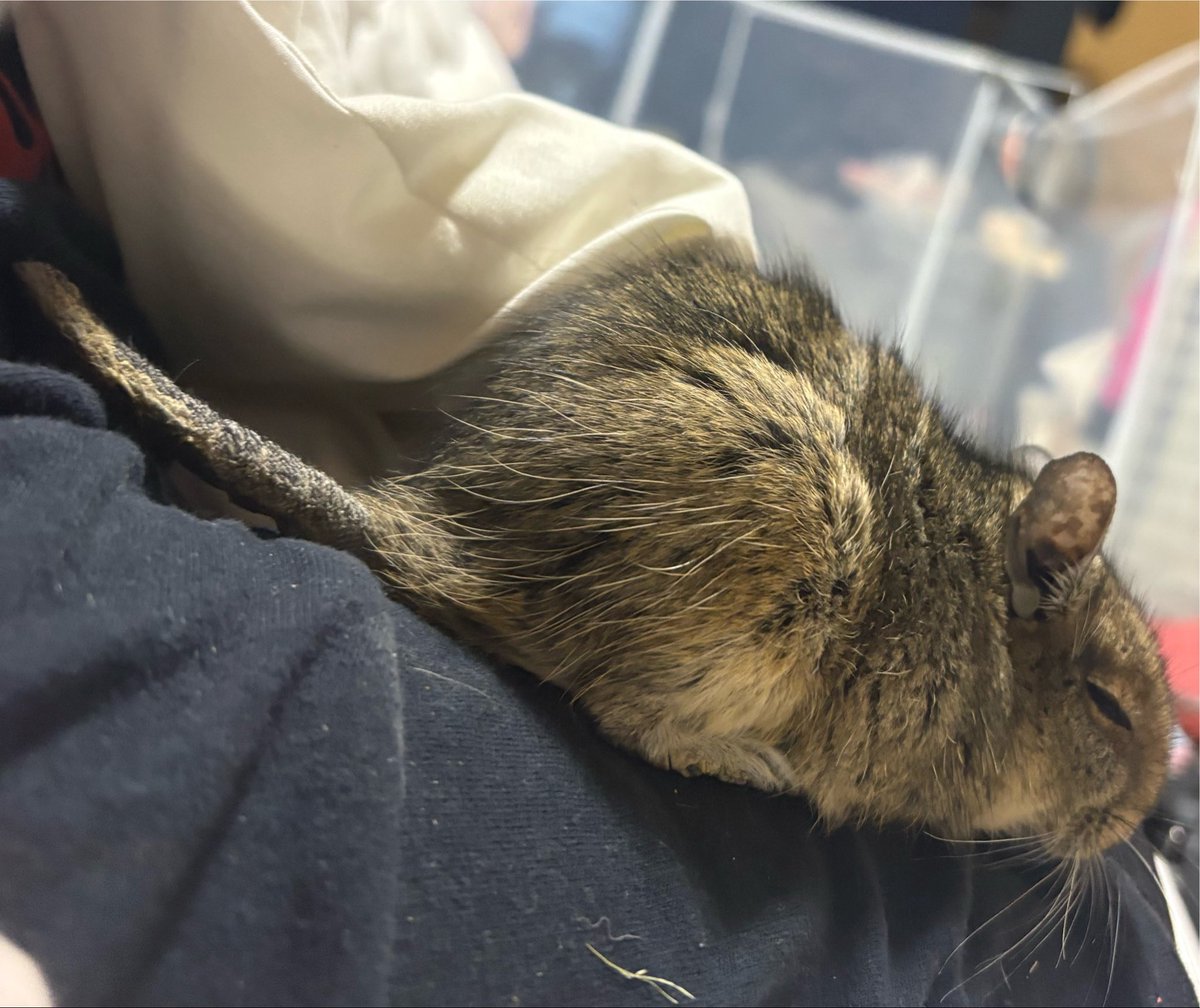 114514Degu's tweet photo. 人の上でガチ寝 https://t.co/YOuDYz4aZr