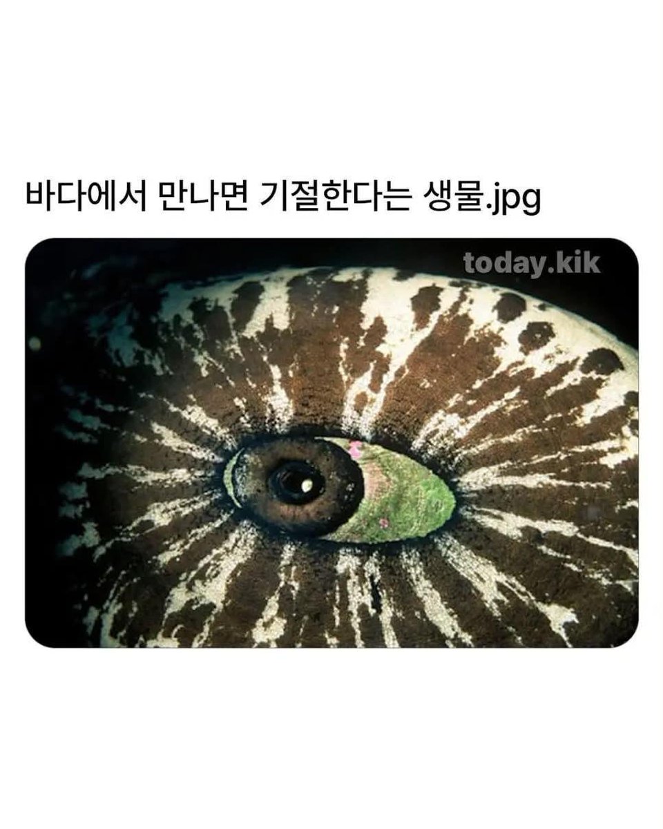 i_like_ai0's tweet photo. 바다에서 가장 무서운 조개라는데 https://t.co/QUc7jiWnYX