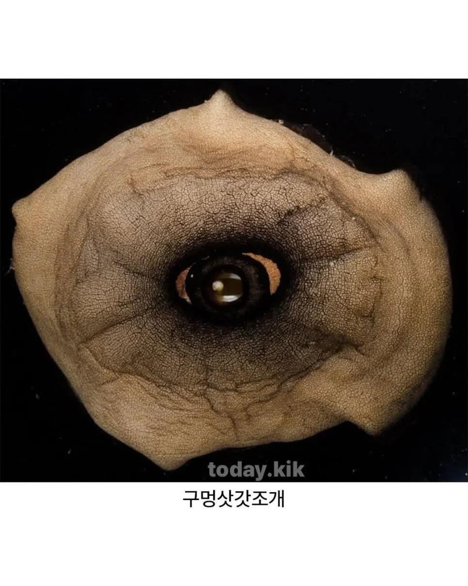 i_like_ai0's tweet photo. 바다에서 가장 무서운 조개라는데 https://t.co/QUc7jiWnYX