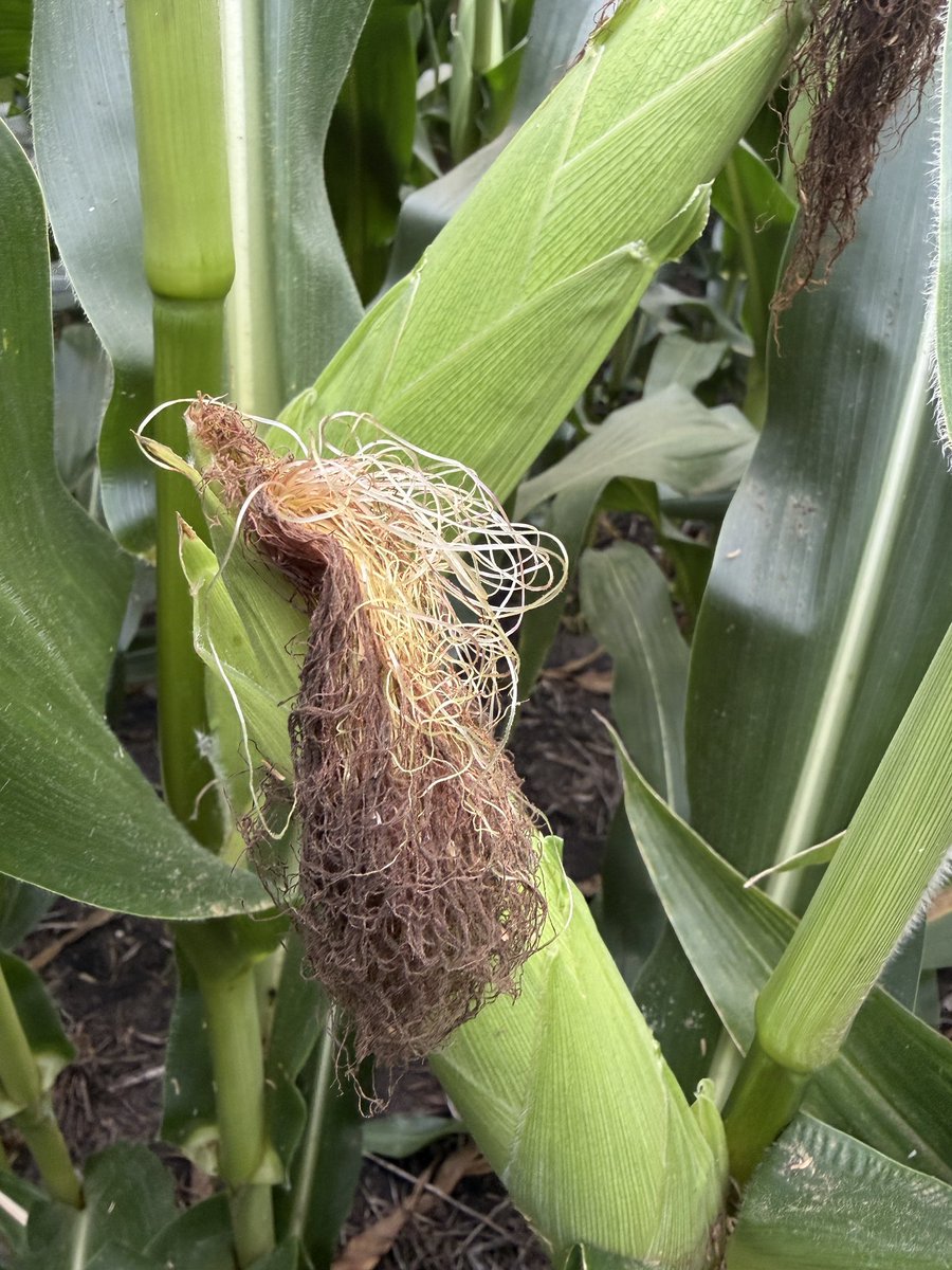 corn_porkNbeans's tweet photo. Whale 🐋… maybe tassle wrap season does matter.  #tasslewrap https://t.co/JgVOF9BzSt