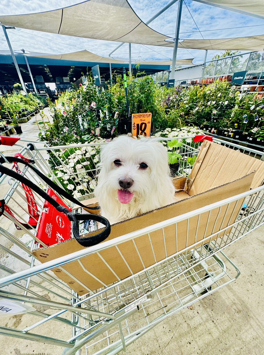 saltywavedog's tweet photo. #HappyWednesday pals 🩵🐶🌼 I’m not only a qualified #sniffologist, I’ve turned into a pop up #sniffarium 🌺🧡🐕 I’m back at the #sniffemporium &amp; found strawberry plants to take away 🐾♥️🐩 Have a pawsome week pals ☀️🌴🩵 Luv Rocky &amp; Syd #saltywavedog #dogsofx #rocketswalkrepawt https://t.co/TbhPgpLbqX