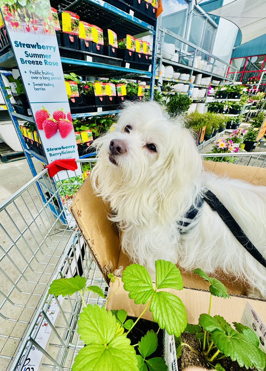 saltywavedog's tweet photo. #HappyWednesday pals 🩵🐶🌼 I’m not only a qualified #sniffologist, I’ve turned into a pop up #sniffarium 🌺🧡🐕 I’m back at the #sniffemporium &amp; found strawberry plants to take away 🐾♥️🐩 Have a pawsome week pals ☀️🌴🩵 Luv Rocky &amp; Syd #saltywavedog #dogsofx #rocketswalkrepawt https://t.co/TbhPgpLbqX