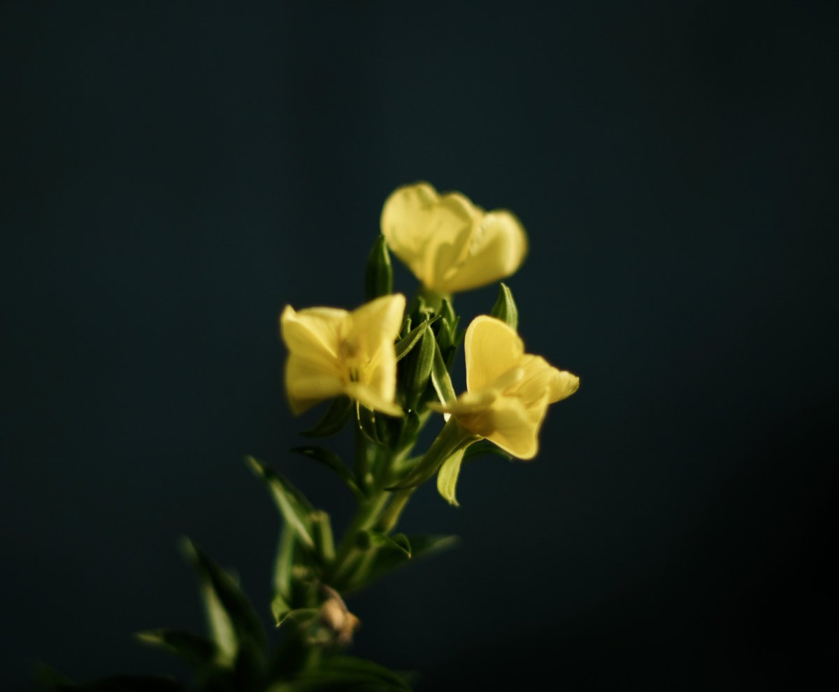 Hl_ROX's tweet photo. 60年前のレンズの割に綺麗に写る。
FUJIFILM X-T2クラシッククロームで撮影。 https://t.co/WU1ygARPcB