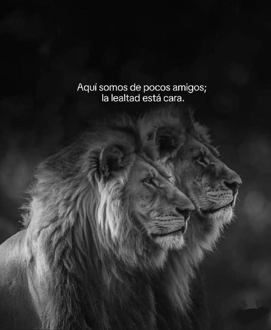 abcsolteros's tweet photo. Verdades Profundas de la Vida:

La lealtad verdadera escasea, y esta imagen lo dice todo.

Prefiero un círculo pequeño y real a una multitud vacía. ¿Quién se queda cuando todo se complica? 🦁 https://t.co/JyiUaoyNjG