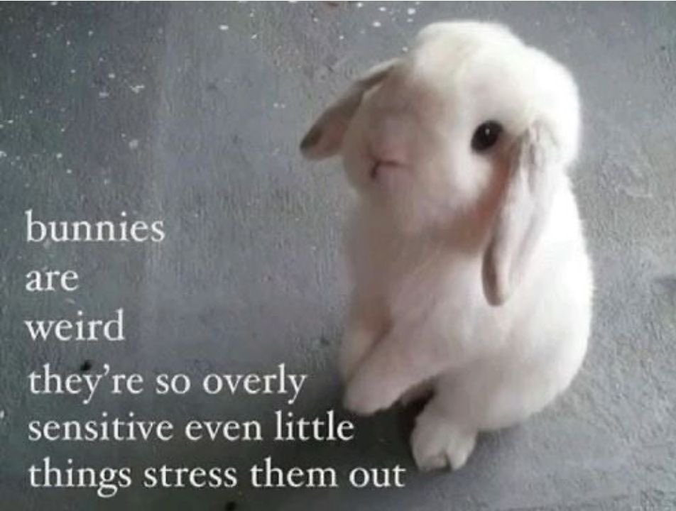 annas_angelsx's tweet photo. i am bunny, bunny is me 🐇🤍 https://t.co/Zho2llG1Nc