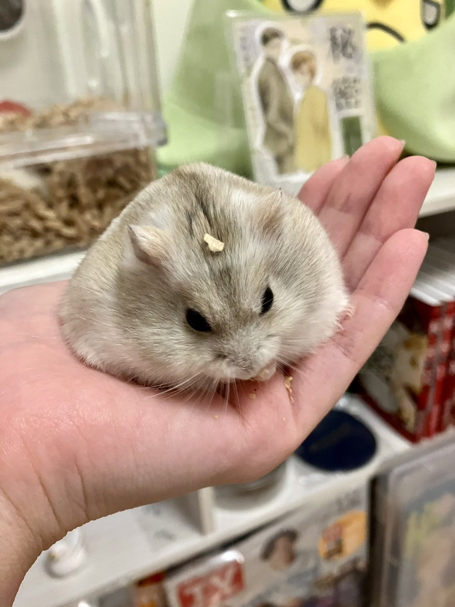 himena1229's tweet photo. うちの餅見てください！ https://t.co/tavpfDATCZ