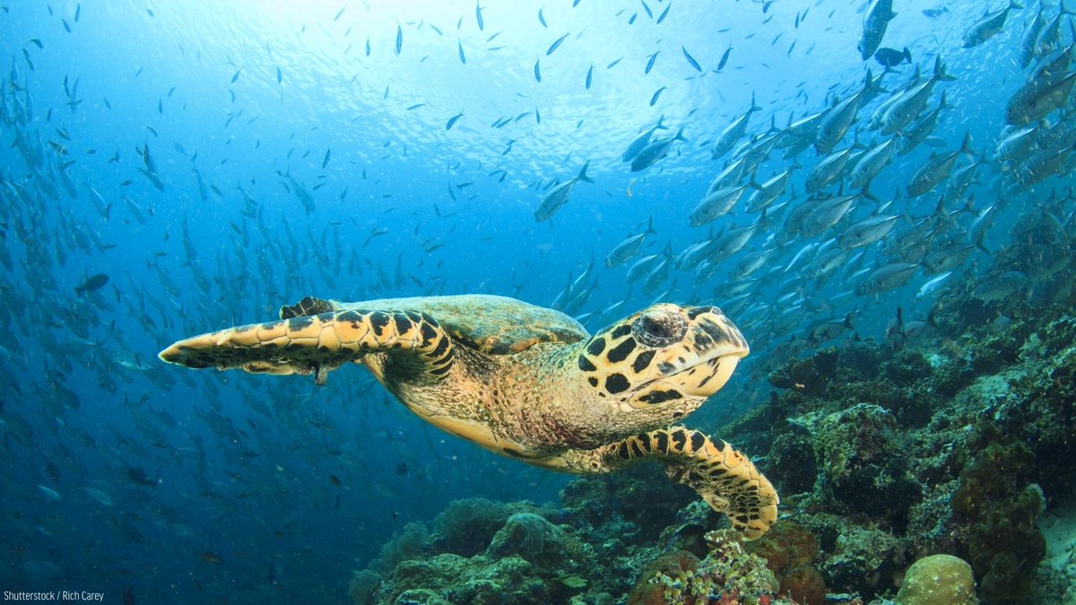 oceana's tweet photo. It's #WorldConservationDay!

From the animals that inhabit the chilly Arctic to the wildlife that roams along tropical reefs, we must come together protect and restore our oceans on a global scale.

Conservation makes a real difference. Join the movement: https://t.co/dypFz00duw https://t.co/g4hZOo9wXq