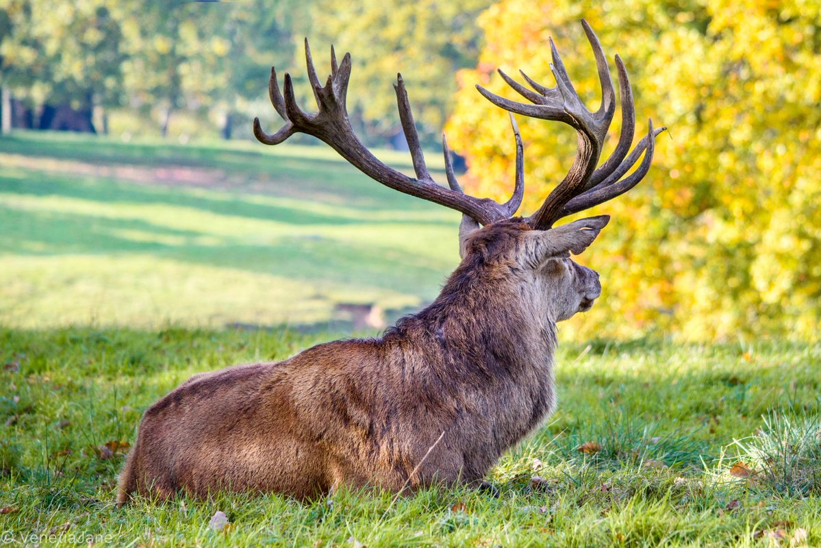 VenetiaJane's tweet photo. July’s full moon reaches its fullest on 29 July at 3.36pm (BST) / 10.36am (EDT). Native Americans call it the Buck Moon, marking the time when male deer begin regrowing their antlers. It’s also known as the Thunder Moon for July’s storms, and the Hay Moon for the hay harvest. https://t.co/GA3GDhMfpZ