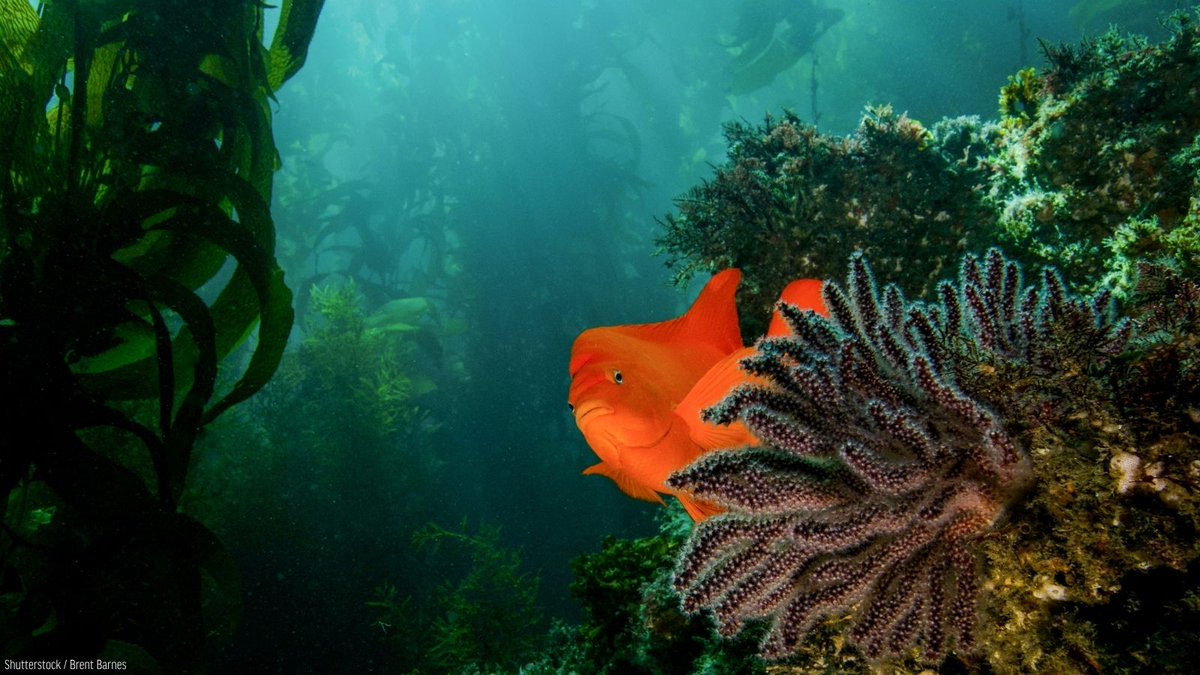 oceana's tweet photo. It's #WorldConservationDay!

From the animals that inhabit the chilly Arctic to the wildlife that roams along tropical reefs, we must come together protect and restore our oceans on a global scale.

Conservation makes a real difference. Join the movement: https://t.co/dypFz00duw https://t.co/g4hZOo9wXq