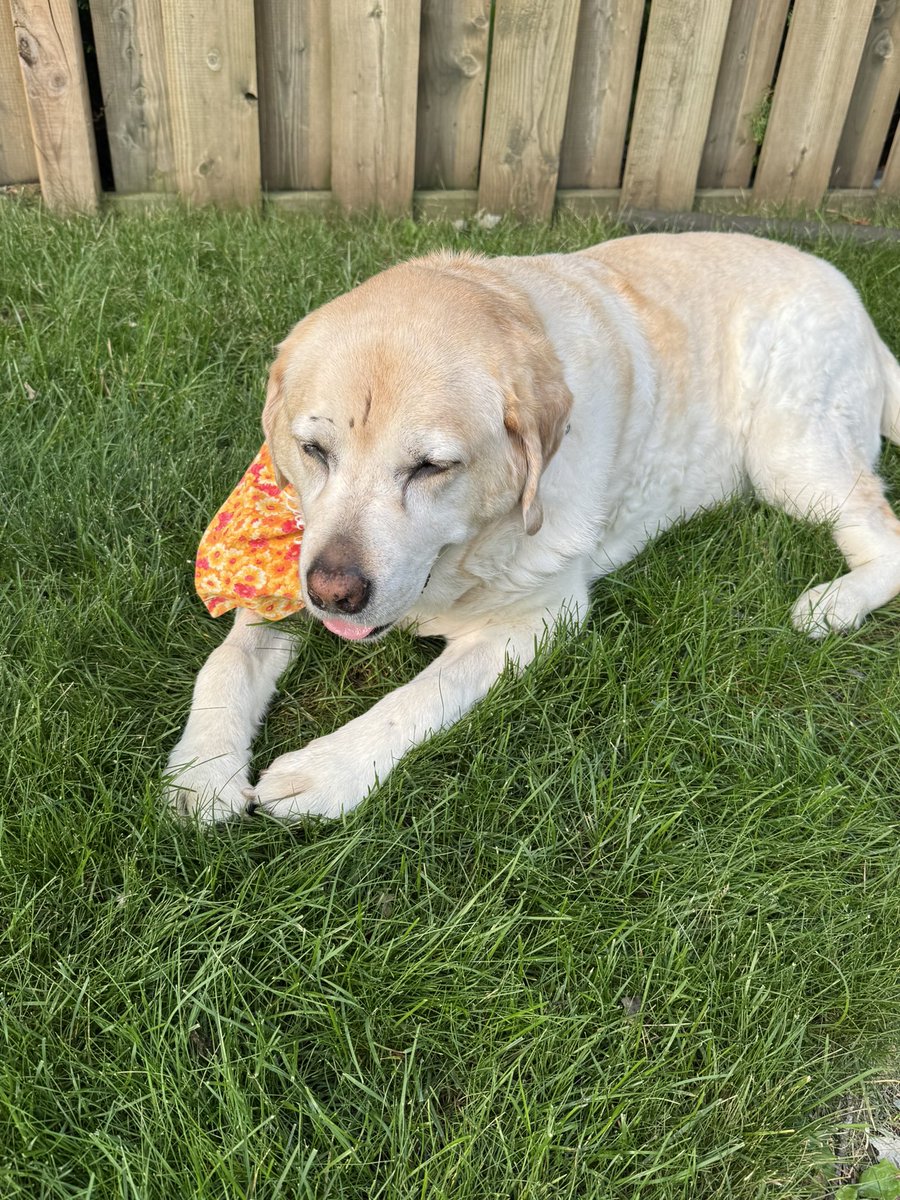 LinandDaisy's tweet photo. Happy ToT friends 😋. We are a little late posting today. I had my fluids and appointment this afternoon so we are a little behind. Mom will post an update in a little bit. Hope everyone has a great day 🥰.
#dogsoftwitter
#dogsofX 
#tongueouttuesday https://t.co/j5wzvx435Q