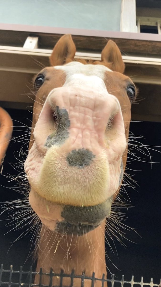 mican63814172's tweet photo. 🐴おはよーアチョ❣️🐶
#オウケンブルースリ #わんわんオウ犬🐕 #暑さに気をつけて🥤 #まだ蝦夷梅雨？🌧️ #AERU引退名馬 https://t.co/yltiXkY7aa