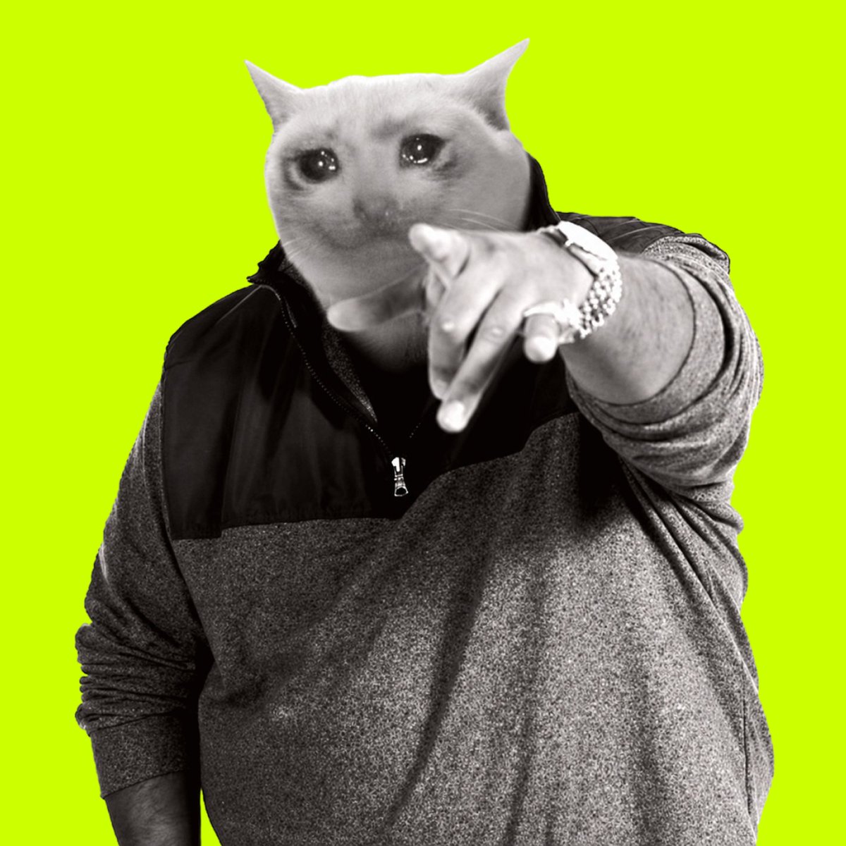 cashcat_token's tweet photo. @blknoiz06 @RobinhoodCrypto yo https://t.co/Gz0RnCQbu5