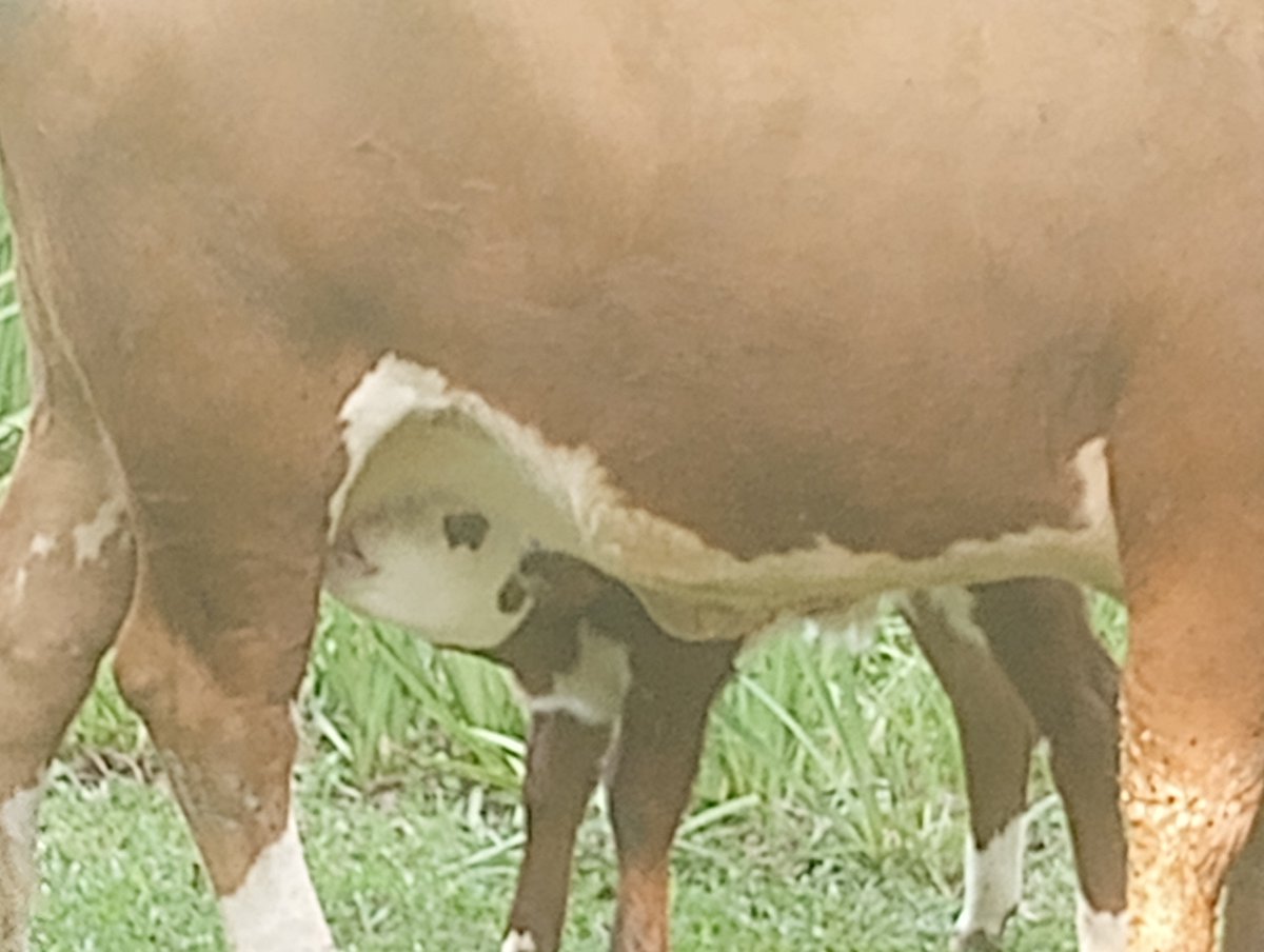 Mimibear9294's tweet photo. Kota-Ghost made a new friend. He's been friend's with Momma for a long time but when he went on his walk he noticed this new fren today. Unfortunately we didnt catch their interactions but we did manage to get new Momma with Ghostie's new fren.
Good job, Momma🐄🥰🐮🥰 https://t.co/RoKCx424QI