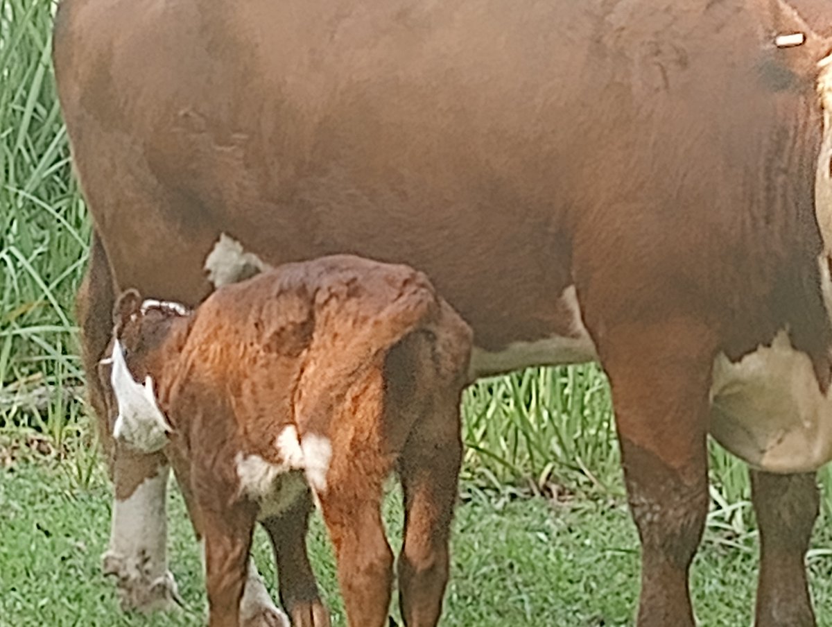 Mimibear9294's tweet photo. Kota-Ghost made a new friend. He's been friend's with Momma for a long time but when he went on his walk he noticed this new fren today. Unfortunately we didnt catch their interactions but we did manage to get new Momma with Ghostie's new fren.
Good job, Momma🐄🥰🐮🥰 https://t.co/RoKCx424QI
