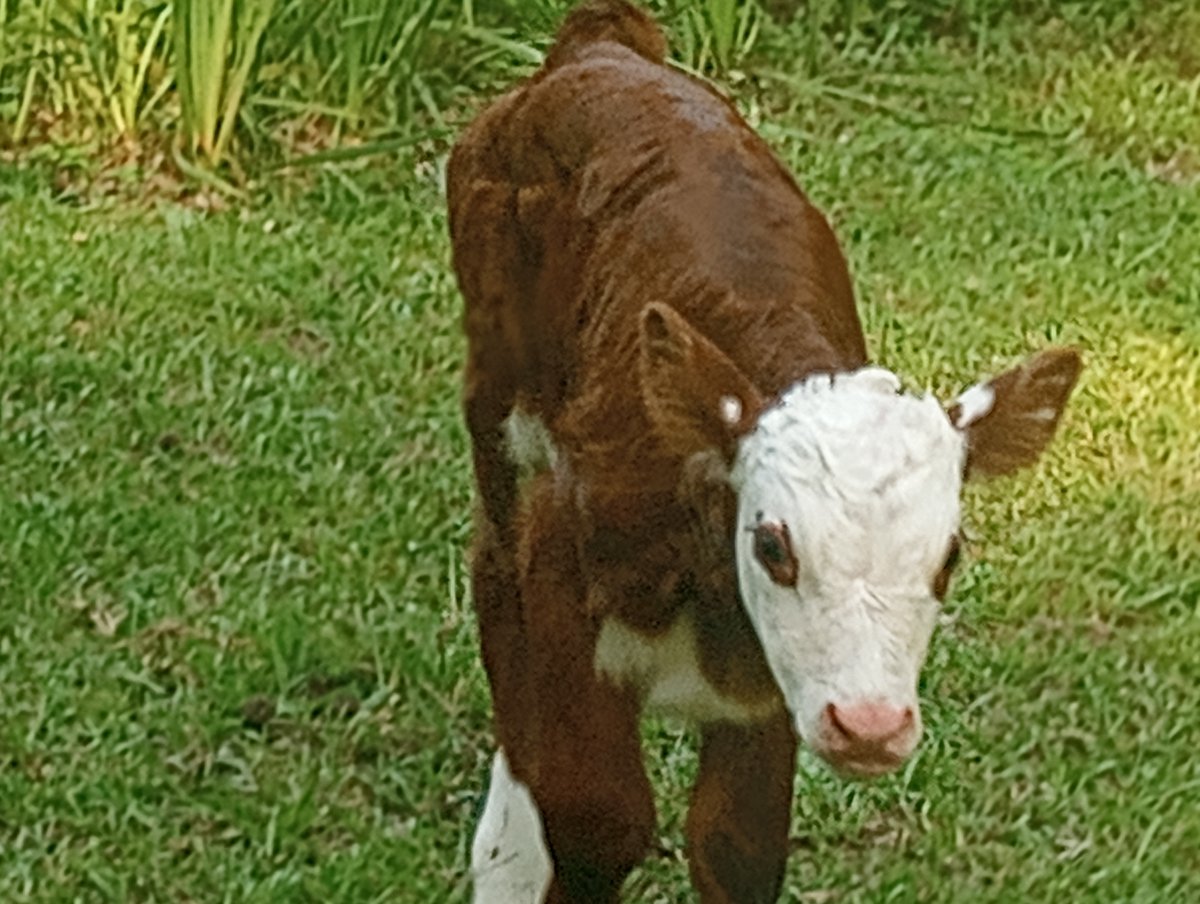 Mimibear9294's tweet photo. Kota-Ghost made a new friend. He's been friend's with Momma for a long time but when he went on his walk he noticed this new fren today. Unfortunately we didnt catch their interactions but we did manage to get new Momma with Ghostie's new fren.
Good job, Momma🐄🥰🐮🥰 https://t.co/RoKCx424QI