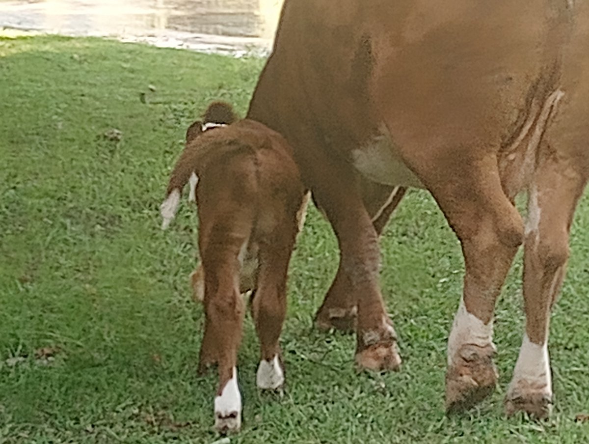 Mimibear9294's tweet photo. Kota-Ghost made a new friend. He's been friend's with Momma for a long time but when he went on his walk he noticed this new fren today. Unfortunately we didnt catch their interactions but we did manage to get new Momma with Ghostie's new fren.
Good job, Momma🐄🥰🐮🥰 https://t.co/RoKCx424QI