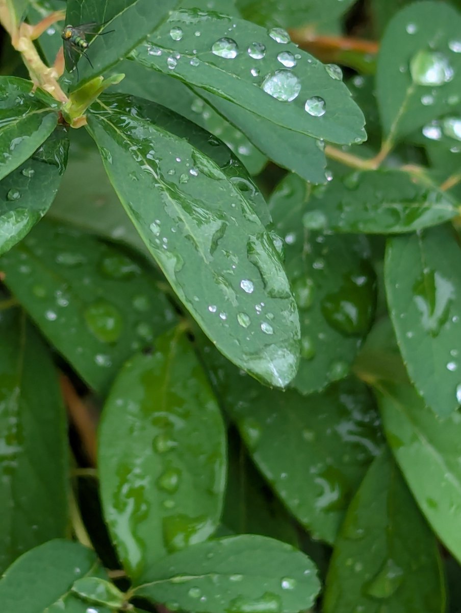 Grampa1950's tweet photo. Droplets 💦💧💧 
QP or Share yours 💧💧💦 https://t.co/9qisxX46Zg