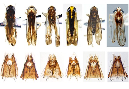 Zootaxa's tweet photo. Six new species of the leafhopper genus #Dunioa Dworakowska (#Hemiptera: #Cicadellidae: #Typhlocybinae: #Empoascini) from Oriental and Australian Regions
#taxonomy
#newspecies
https://t.co/xZFkX9yEcR https://t.co/0OGxz0fLXu