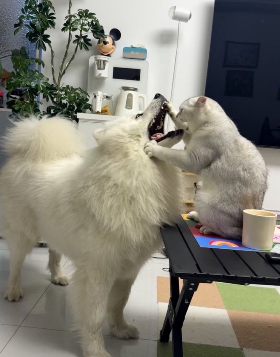 otasuke_1234's tweet photo. 帰宅したら猫に診察されてた犬見て https://t.co/NpSmJKj7Q0
