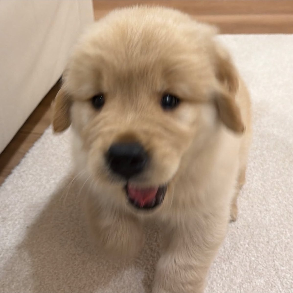 cutestpuppyy's tweet photo. https://t.co/r7ISEAAO9L