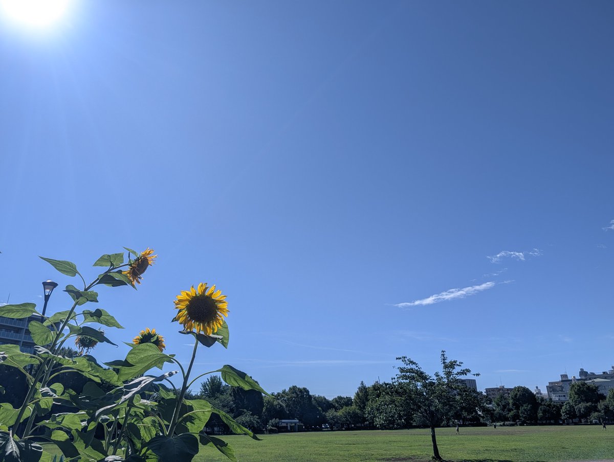 sirteabear's tweet photo. 夏☀
#お外ティータイム https://t.co/x6So3iKfmL