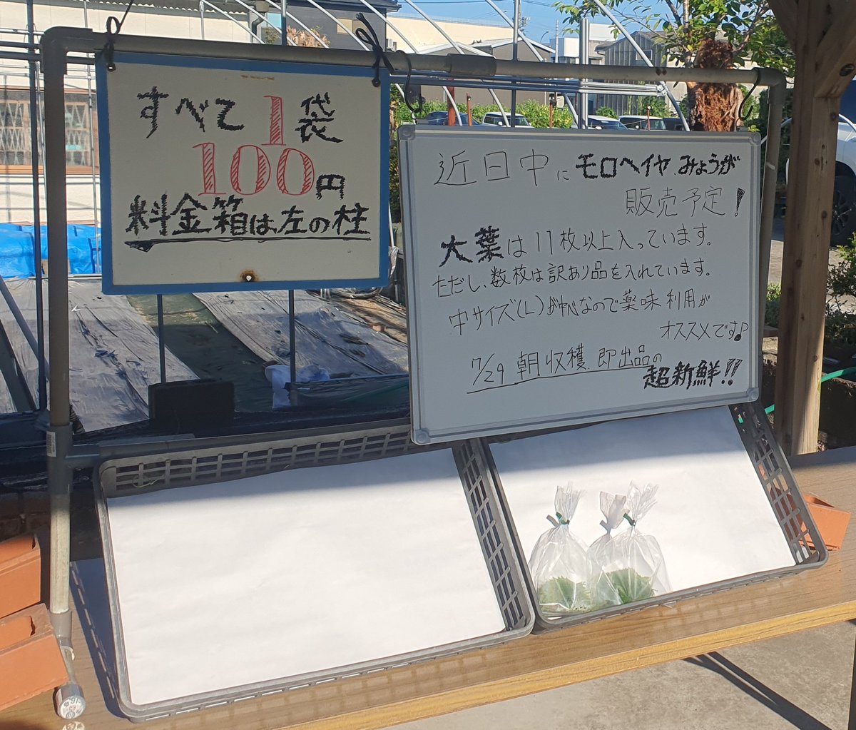 Matthew_22_39's tweet photo. おはようございます😊
本日大葉2袋出品致しました。
ダニ被害が多くなかなか量が取れないです(;_:)
#都城市 #大葉 #農家直販 #無人販売 https://t.co/tKZ1Ac7DBQ