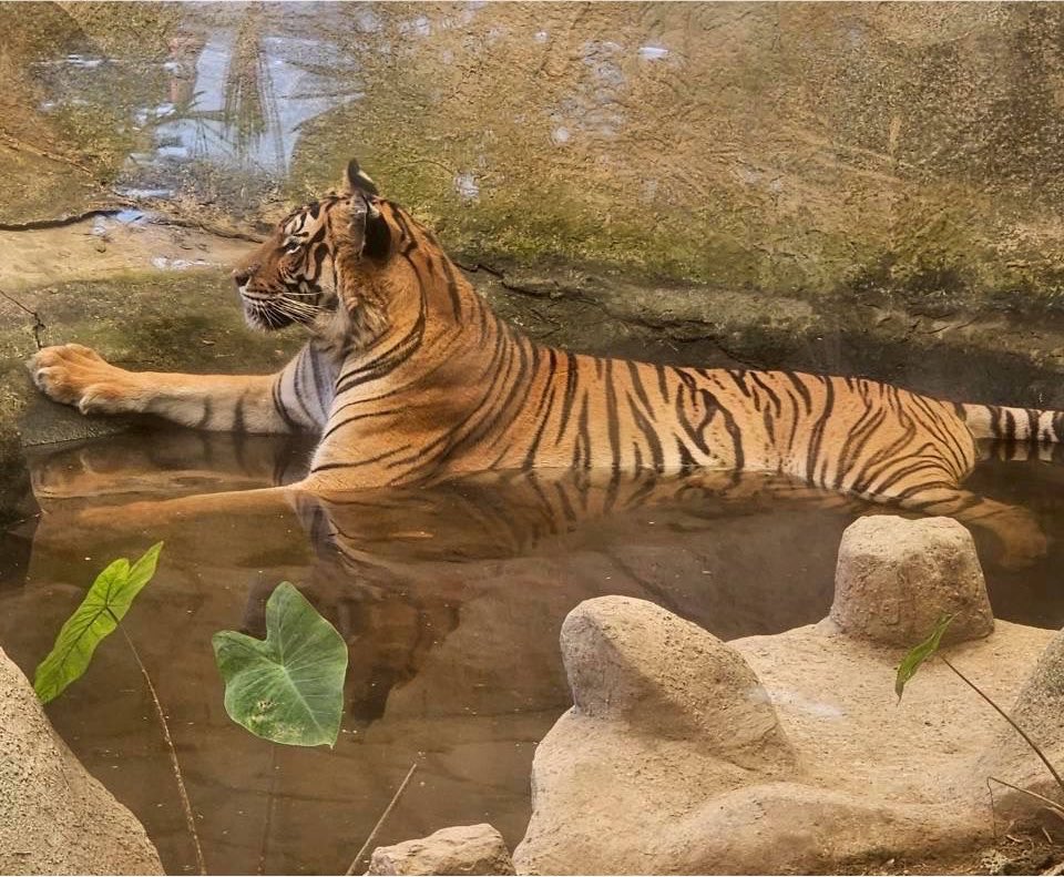 สวนสัตว์เปิดเขาเขียว Khao Kheow Open Zoo tweet media