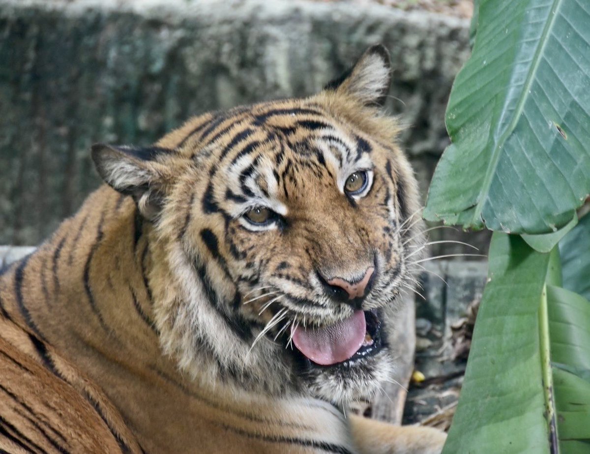 สวนสัตว์เปิดเขาเขียว Khao Kheow Open Zoo tweet media