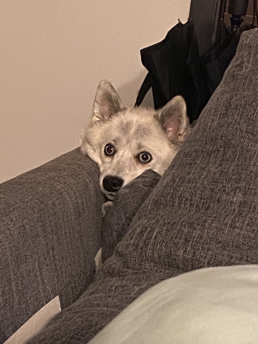 Fenrirfren's tweet photo. Cozy in spot. https://t.co/KsOBzairut