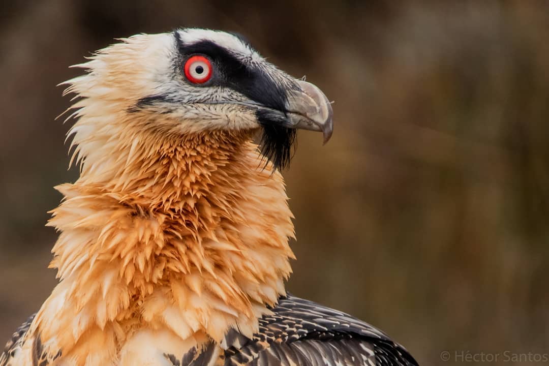 hectorsant93vs's tweet photo. Alcaraván, de mis bichos favoritos 😁

@hidesdemonegros

#birds #birdphotography #bird #birdsofinstagram #nature #naturephotography #birdwatching #wild #wildlifeart #wildlifeart #wildlifeseekers #bestbirdshots https://t.co/L6ZQUMhi3T