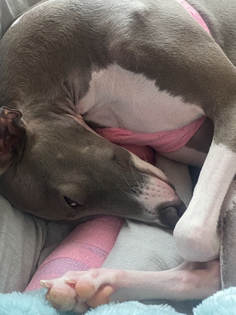 Rose_0204_'s tweet photo. おはよー！

愛犬の寝顔⤵︎ ︎ https://t.co/y2nuglPGfz